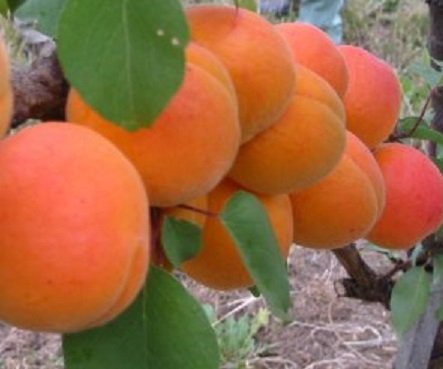 Die beste aprikosenbaum artlaender pflanzenhof kuresia 100 120cm Bestsleller kaufen