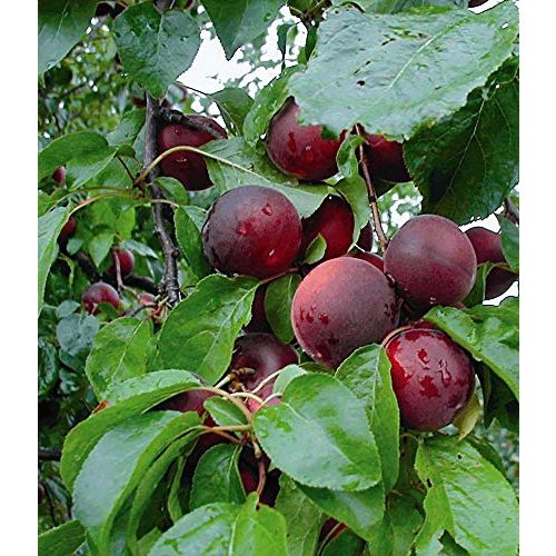 Aprikosenbaum BALDUR Garten Cherrykose®winterhart