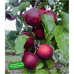 Aprikosenbaum BALDUR Garten Cherrykose®winterhart