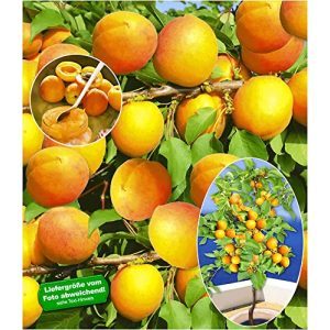 Aprikosenbaum BALDUR Garten ‘Compacta Super Compact®’