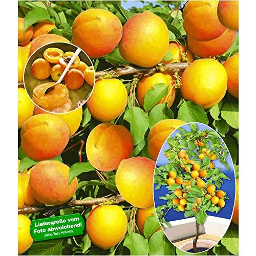 Die beste aprikosenbaum baldur garten compacta super compact Bestsleller kaufen