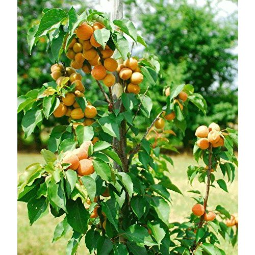 Aprikosenbaum BALDUR Garten Säulen-Aprikose Armi Col®
