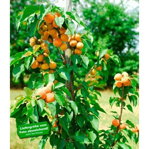Aprikosenbaum BALDUR Garten Säulen-Aprikose Armi Col®