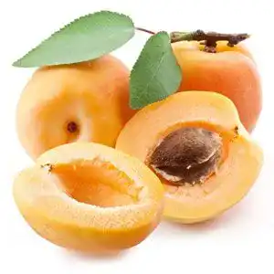 Aprikosenbaum gimolost Aprikose ANANAS ca. 160/180 cm