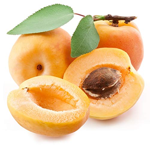 Die beste aprikosenbaum gimolost aprikose ananas ca 160 180 cm Bestsleller kaufen