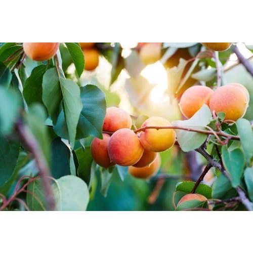 Aprikosenbaum Pflanzhits 1 Aprikose” Ungarische Beste”