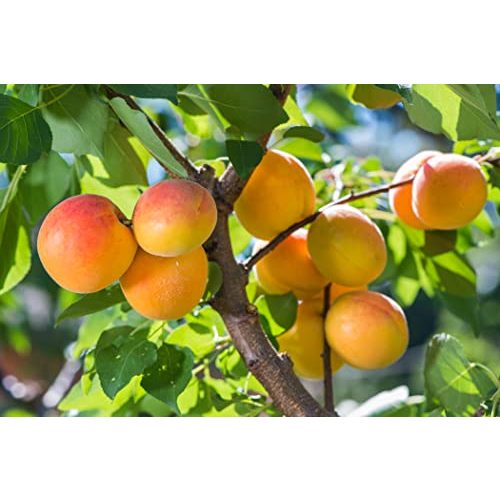 Aprikosenbaum Pflanzhits 1 Aprikose” Ungarische Beste”