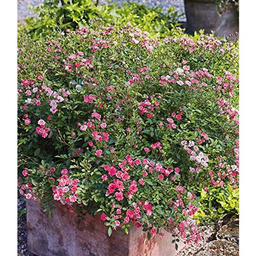 Balkonpflanzen winterhart BALDUR Garten Lilly Rose® Wonder5
