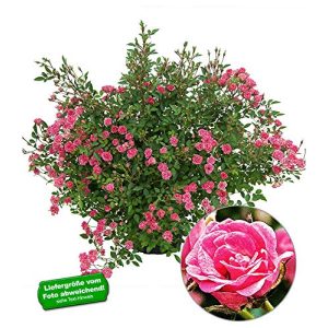 Balkonpflanzen winterhart BALDUR Garten Lilly Rose® Wonder5