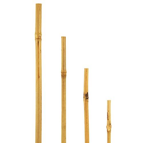 Die beste bambusleiste bellissa bambusstaebe als rankstab 15 stk 120 cm Bestsleller kaufen