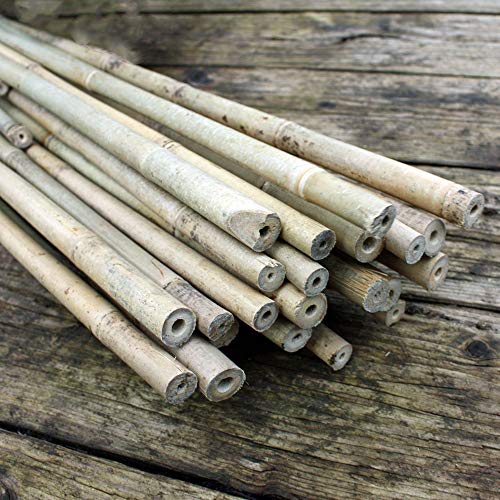 Die beste bambusleiste native plants 50 bambusstaebe ca 182 cm lang Bestsleller kaufen