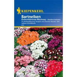 Bartnelken-Samen Kiepenkerl 913 einfachblühende Mischung