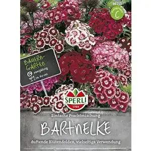 Bartnelken-Samen