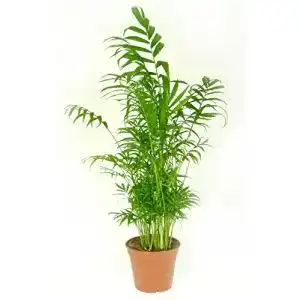 Bergpalme
