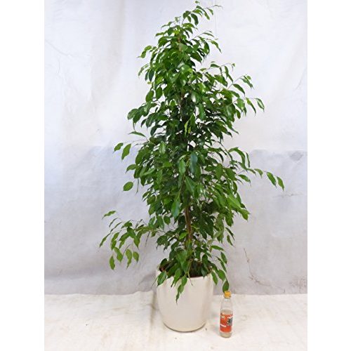 Birkenfeige PalmenLager.de Ficus benjamini “Exotica” 160/170 cm
