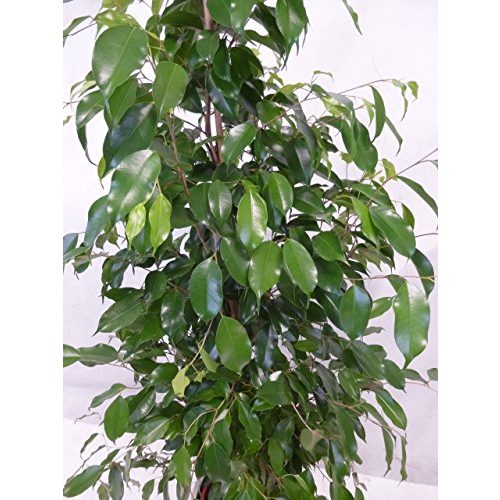 Birkenfeige PalmenLager.de Ficus benjamini “Exotica” 160/170 cm