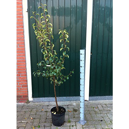 Birnenbaum Pflanzen Für Dich, “Gute Luise” Pyrus com., 7,5L Topf