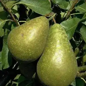 Birnenbaum
