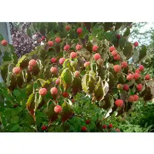 Blumen-Hartriegel Green Future Pflanzenhandel Chinesisch