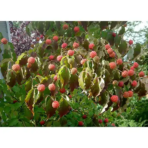 Die beste Blumen-Hartriegel Green Future Pflanzenhandel Chinesisch 2026 Test Bestseller Blumen-Hartriegel Green Future Pflanzenhandel Chinesisch