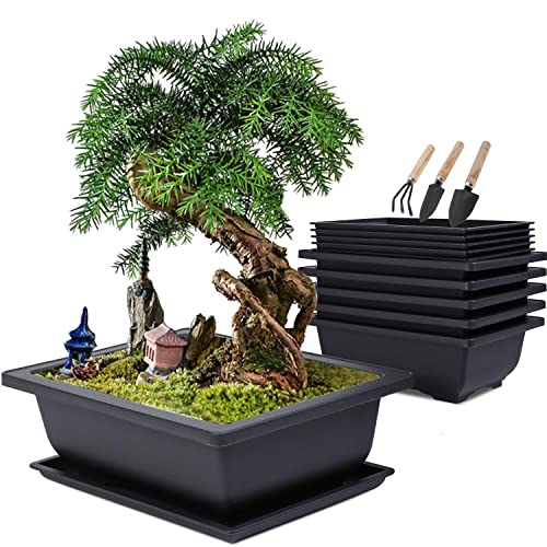 Die beste bonsai schale missfox bonsai schale set Bestsleller kaufen
