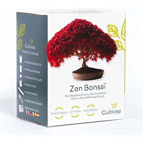 Bonsai-Starter-Kit Cultivea Bonsai Ready-to-Grow Kit
