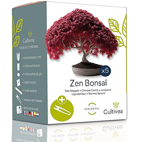 Die beste bonsai starter kit cultivea bonsai ready to grow kit Bestsleller kaufen