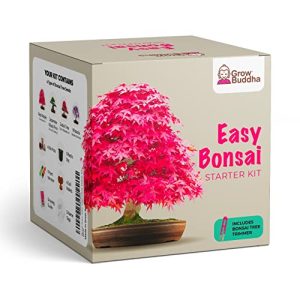 Bonsai-Starter-Kit Grow Buddha Züchte dein eigenes Bonsai