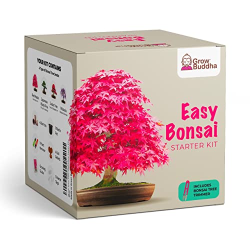Die beste bonsai starter kit grow buddha zuechte dein eigenes bonsai Bestsleller kaufen