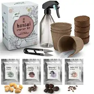 Bonsai-Starter-Kit JATISI Bonsai Starter Kit Glücksbaum