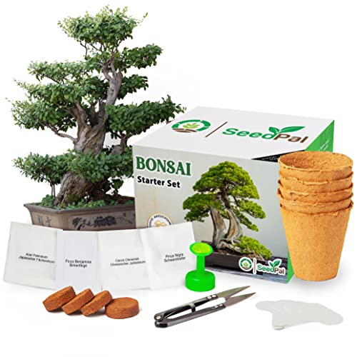 Die beste bonsai starter kit seedpal easy bonsai starter kit mit 4 samen Bestsleller kaufen
