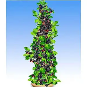 Brombeerstrauch BALDUR Garten Säulen-Brombeeren Navaho®