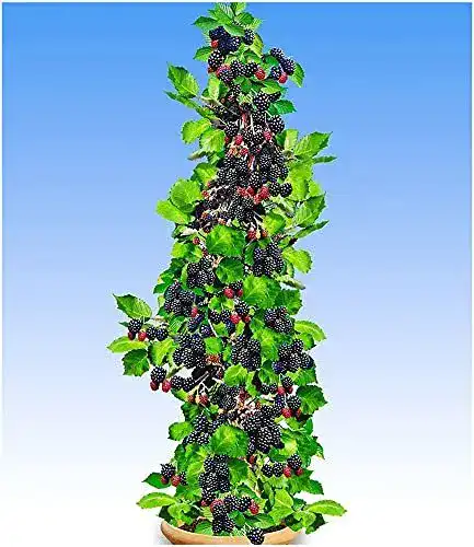 Brombeerstrauch BALDUR Garten Säulen-Brombeeren Navaho®