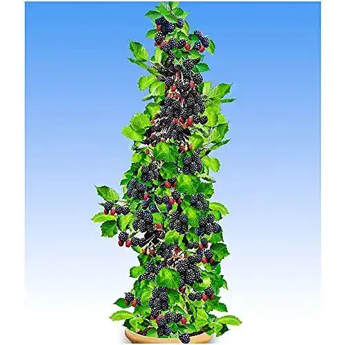 Brombeerstrauch BALDUR Garten Säulen-Brombeeren Navaho®
