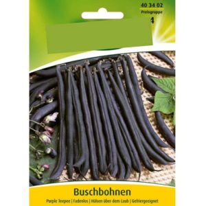 Buschbohnen-Samen Quedlinburger Purple Teepee blau