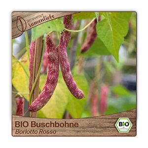 Buschbohnen-Samen Samenliebe BIO alte Sorte Borlotto Rosso