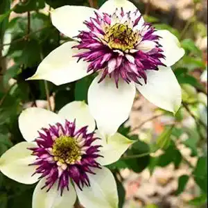 Clematis-Pflanzen BSptyy 2pcs Clematis Lampen