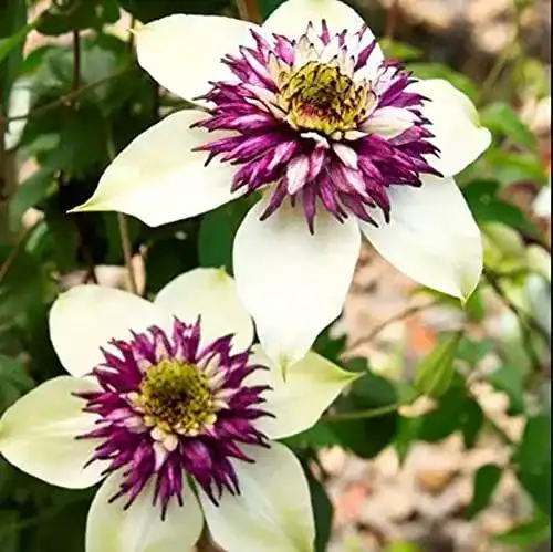 Clematis-Pflanzen BSptyy 2pcs Clematis Lampen