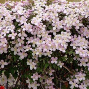 Clematis-Pflanzen Native Plants Clematis montana ‘Rubens’