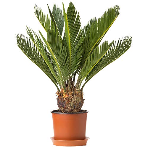 Die beste cycas palme gardenersdream cycas revoluta 30 40 cm mit topf Bestsleller kaufen