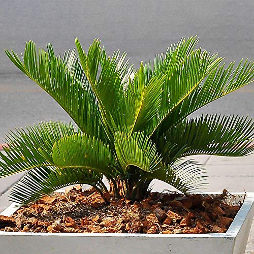Die beste cycas palme gardenersdream premium cycas revoluta 30 40 cm Bestsleller kaufen