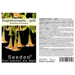 Engelstrompeten-Samen Seedeo ® gelb 10 Samen
