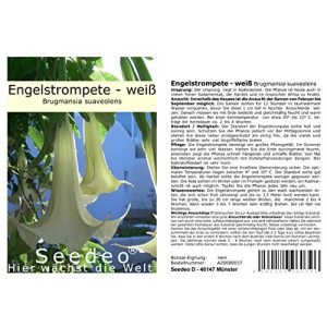 Engelstrompeten-Samen Seedeo ® weiß-hängend 10 Samen