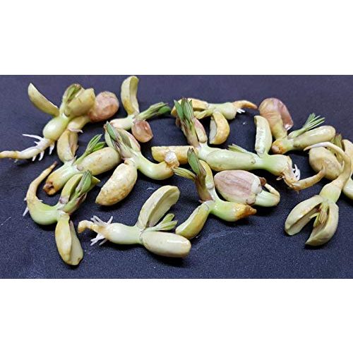 Erdnuss-Samen rareseeds 10 Arachis hypogaea Samen