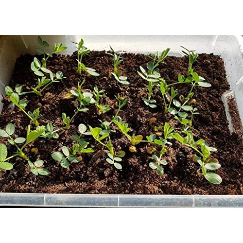 Erdnuss-Samen rareseeds 10 Arachis hypogaea Samen