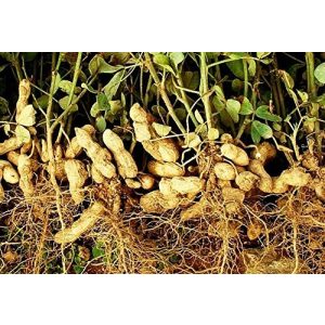 Erdnuss-Samen rareseeds 100 Samen Arachis hypogaea