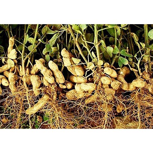 Erdnuss-Samen rareseeds 100 Samen Arachis hypogaea