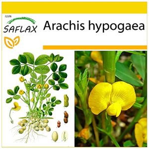 Erdnuss-Samen Saflax Erdnuß 8 Samen Arachis hypogaea