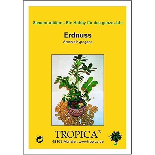 Erdnuss-Samen Tropica, Erdnuß (Arachis hypogaea) 8 Samen