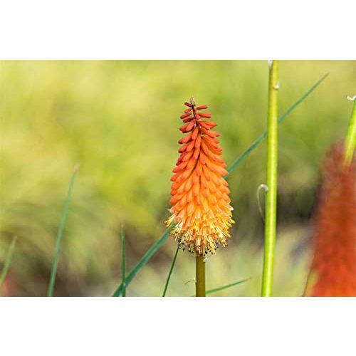 Fackellilie PlantaPro Kniphofia uvaria ‘Alcazar’ P 1, winterhart